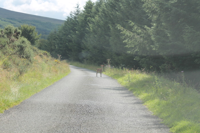 wicklow mountains, un capriolo ci osserva...