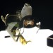 Mark Hosking, Perfume S.O.S